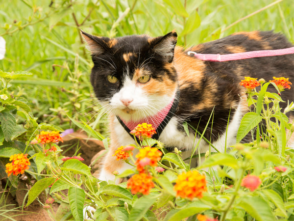 How to Use One of the Leashes on a Cat