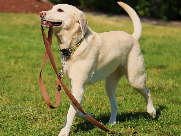 Dog Training - Walking on a Leash in 4 Dead Simple Steps! Stop Your Pet From Pulling on the Leash!