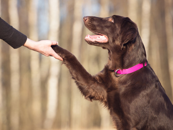 Top 3 Initial Needs For New Dog Owners For Their Pets